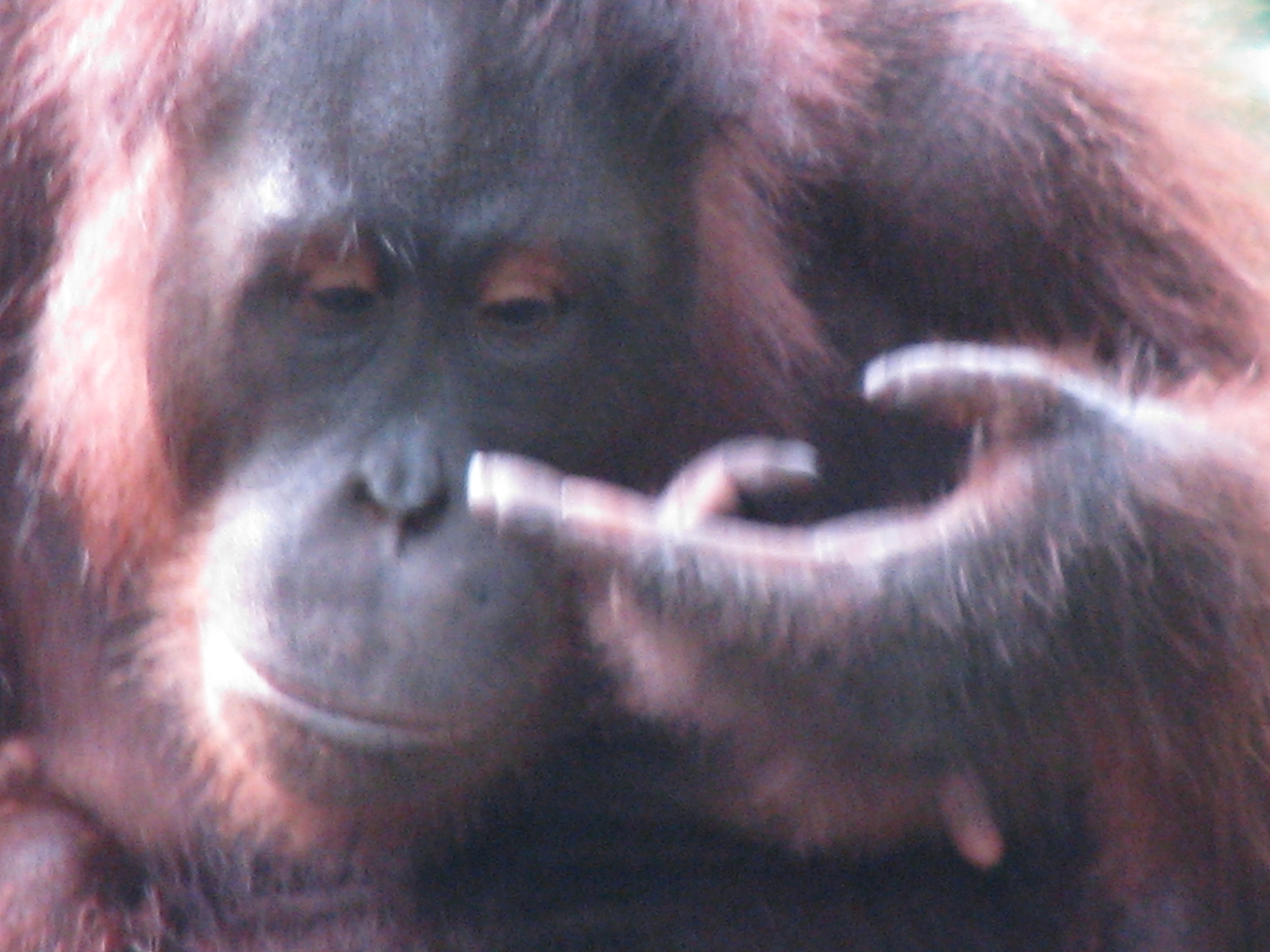 Rehabilitačné Centrum Orangutanov